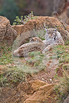 Two eurasian lynxes