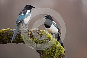 Two Eurasian Magpies on moss covered branch in winter