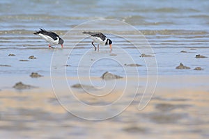 Two Eurasian Oystercatchers in Oman