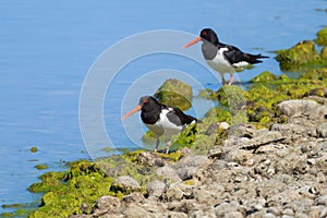 Two Eurasian Oystercatchers standing near water