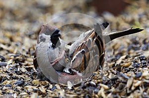 Two eurasian tree sparrows (Passer montanus) fighting under the bird feeder