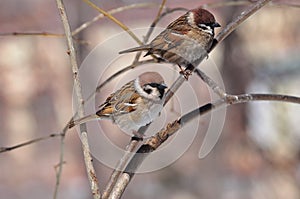 Two eurasian tree sparrows sit side by side: neat and disheveled.