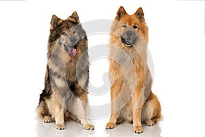 Two eurasier dogs sitting on white background