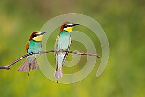 Two european bee-eater looking on branch with copy space