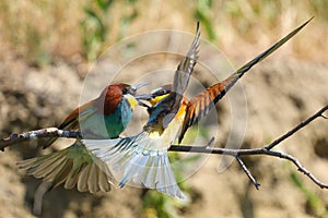 Two european bee eater, Merops apiaster is fighting