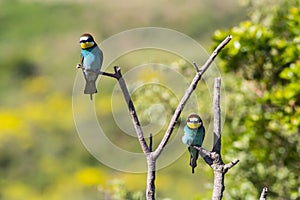 Two european bee-eater perched on a twig, close up. birds of paradise, rainbow colors high quality resulation wallpaper