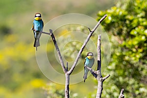 Two european bee-eater perched on a twig, close up. birds of paradise, rainbow colors high quality resulation wallpaper