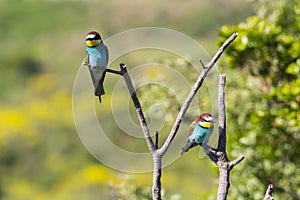 Two european bee-eater perched on a twig, close up. birds of paradise, rainbow colors high quality resulation wallpaper