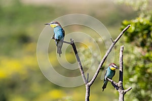 Two european bee-eater perched on a twig, close up. birds of paradise, rainbow colors high quality resulation walpaper