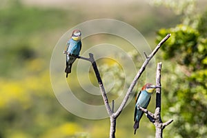 Two european bee-eater perched on a twig, close up. birds of paradise, rainbow colors high quality resulation walpaper