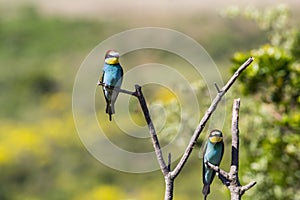 Two european bee-eater perched on a twig, close up. birds of paradise, rainbow colors high quality resulation walpaper