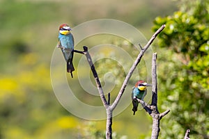 Two european bee-eater perched on a twig, close up. birds of paradise, rainbow colors