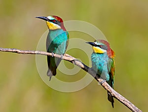 Two European bee eaters with exotic colors i