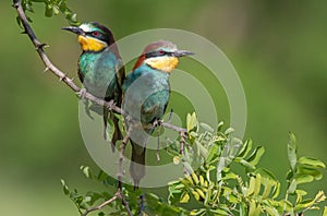 Two european Bee eaters perching on a twig