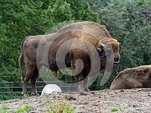 Two european bisons with trees in the background