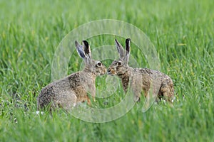 Two European brown hares in meadow photo