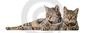 Two European cats lying side by side , isolated