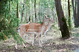 Two European fallow deer Dama dama in the forest. Wild deers stands among the trees