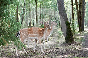 Two European fallow deer Dama dama in the forest. Wild deers stands among the trees