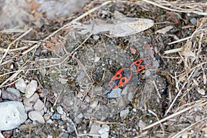 Two European firebugs connected with a ends - Pyrrhocoris apterus
