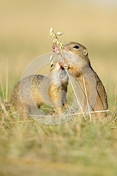 Two european ground squirrel with ear of avena