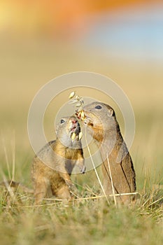 Two european ground squirrel with ear of avena