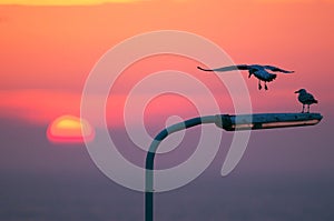 Two European Herring Gull\'s (Larus argentatus) on a lantern