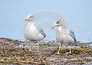 European Herring Gulls - Larus argentatus standing on a foreshore. photo