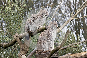 Two European Lynx