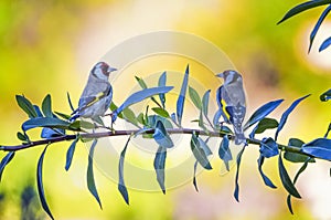 Two european male goldfinch birds , carduelis carduelis