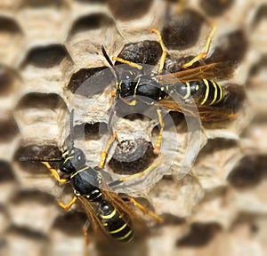 Two European Paper wasp, Polistes dominula in the nest