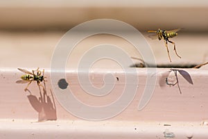 Two European paper wasps Polistes dominula Flying around a small nest