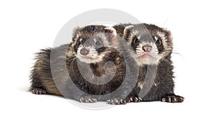 Two European polecats, looking away, isolated, Wild ferrets