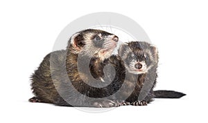 Two European polecats, looking away, isolated, Wild ferrets