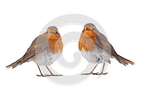 Two European robin Erithacus rubecula