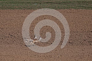 Two European roe deer Capreolus capreolus running away from the photographer