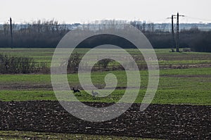 Two European roe deer Capreolus capreolus running away to the hiding places