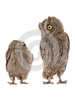 Two european scops owl