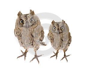 Two European scops owl photo