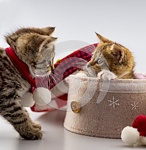 Two european shorthair kittens play.