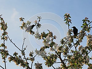 Two European starlings on a blossoming apple tree