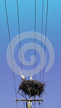 Two European White Storks in nest  on top of electric pillar on blue sky background