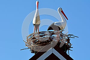 Two European white storks