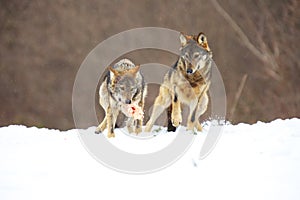Two european wild wolfs Canis lupus lupus fighting for the prey in the snow. Snow around, brown background