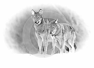 Two european wild wolfs Canis lupus lupus fighting for the prey in the snow. Black and white