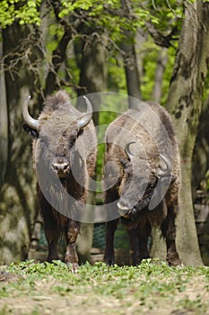 Two European wood bisons Wisent, Bison bonasus in the woods