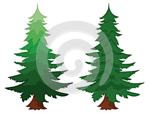 Two evergreen fir trees