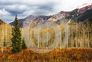 Two Evergreens and Aspens