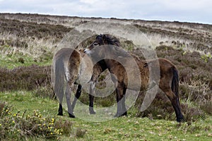 Two Exmoor Ponies