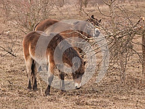 Two Exmoor ponies on meadow